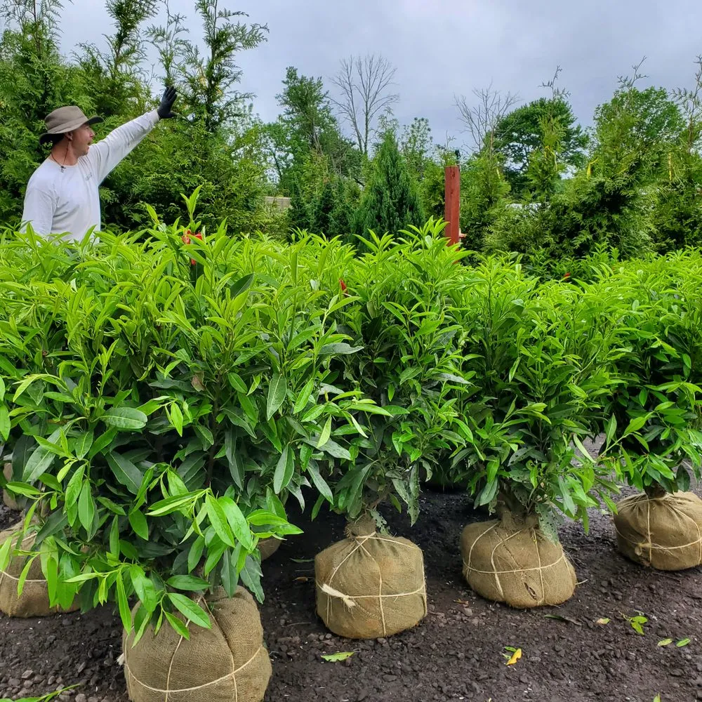 Top-rated outdoor landscaping near you across Ambler, PA - Holly Days Nursery, Garden Center, & Landscaping