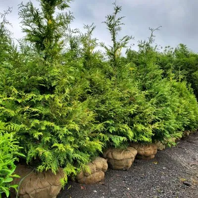 Holly Days Nursery, Garden Center, & Landscaping