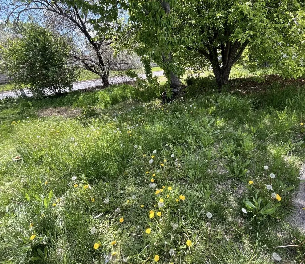 Trusted lawn care service with custom design in Clearfield, UT by Holly Haven Lawn Care