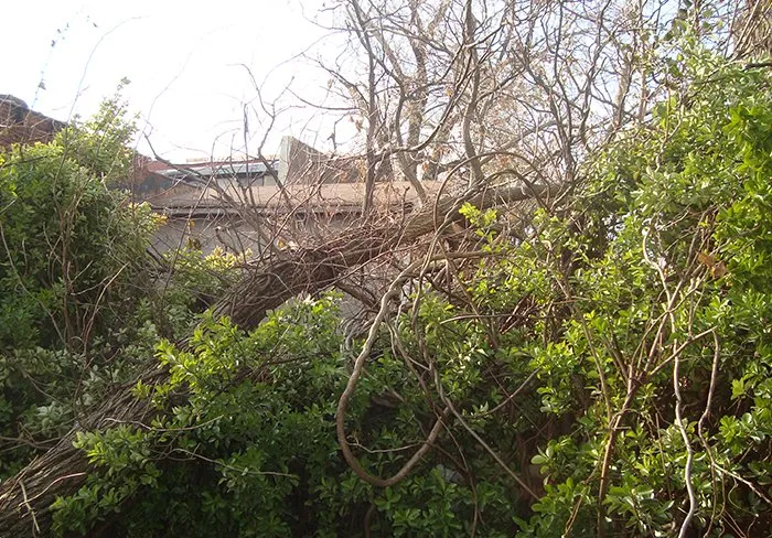 Local yard cleanup service for homes in Bloomfield, NJ by Holly Tree Landscaping