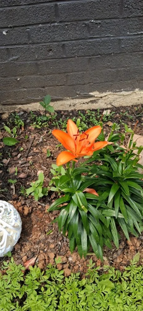 Professional residential landscaping in Bristol, VA by Holly's Happy House Cleaning