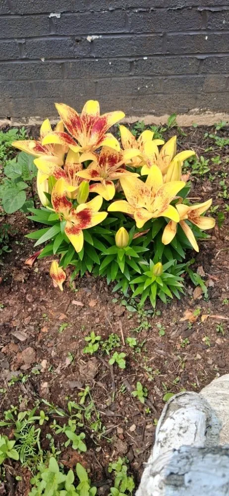 Professional landscape installation in Bristol, VA - Holly's Happy House Cleaning