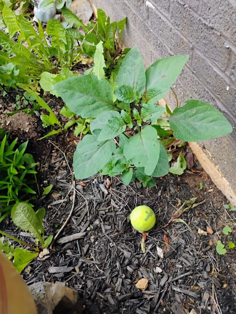 Professional landscape installation in Bristol, VA by Holly's Happy House Cleaning