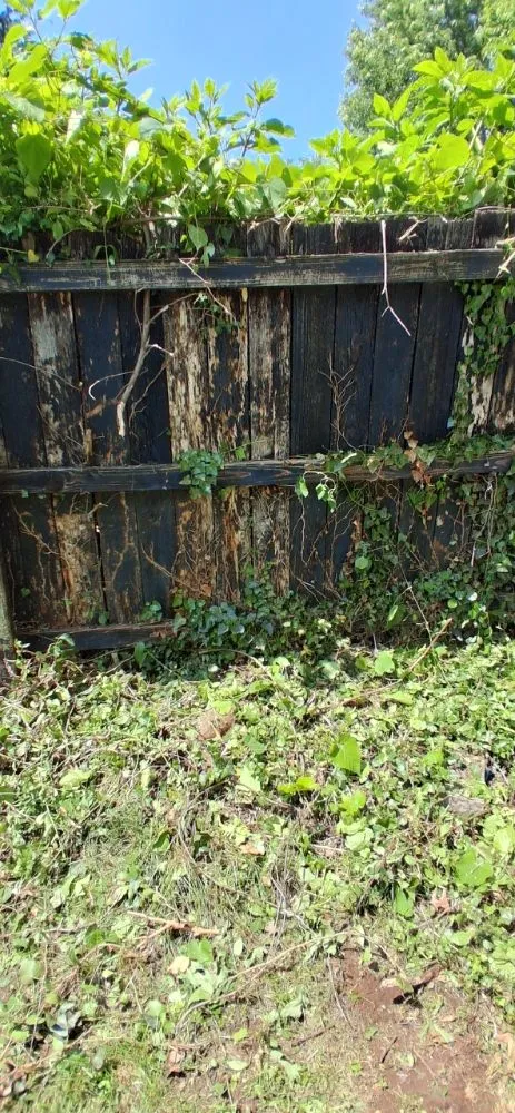 Trusted lawn care service experts serving Bristol, VA - Holly's Happy House Cleaning