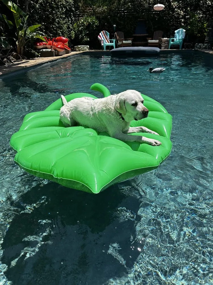 Affordable landscape installation in Toluca Lake, CA - Hollywood Lawn & Pools
