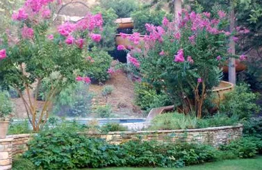 Local landscape design near you in Los Angeles, CA by Hollywood Tree Service