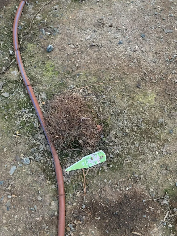 Expert yard maintenance for outdoor upgrades in Bend, OR by Holm Landscaping