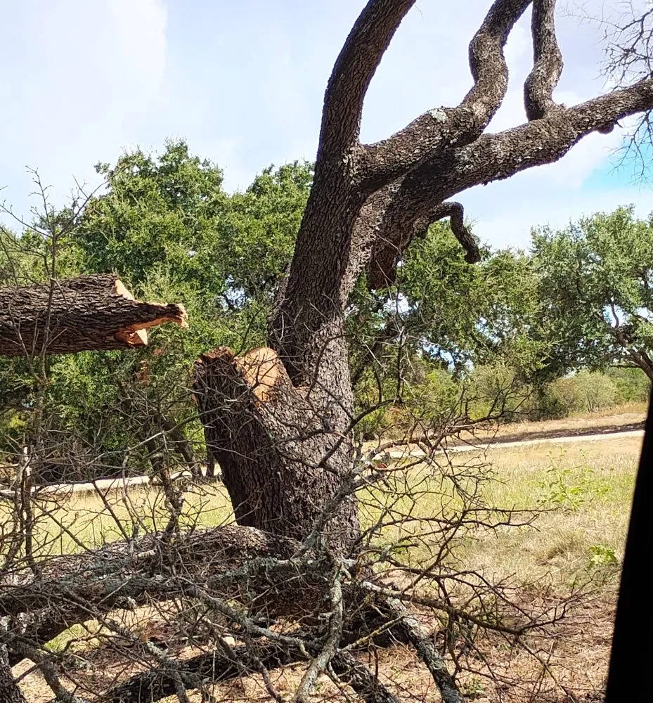 Affordable landscape design experts serving Gatesville, TX - Holmes Tree service