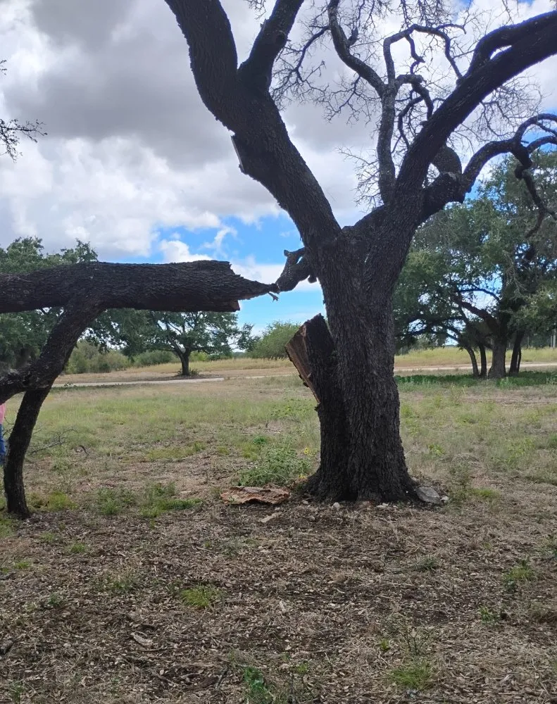 Expert landscaping services in Gatesville, TX - Holmes Tree service