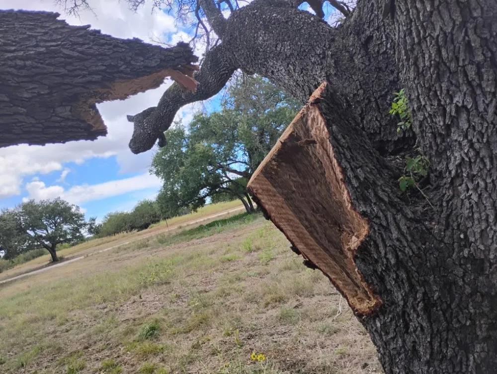 Custom garden landscaping with custom design in Gatesville, TX by Holmes Tree service