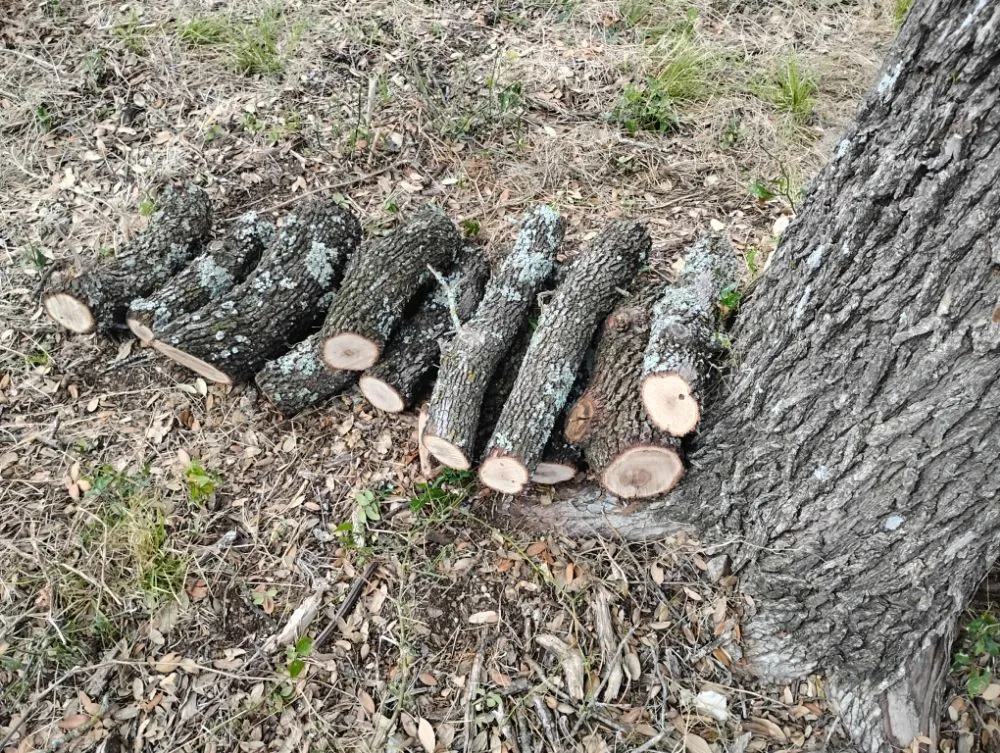 Trusted landscape installation experts serving Gatesville, TX - Holmes Tree service