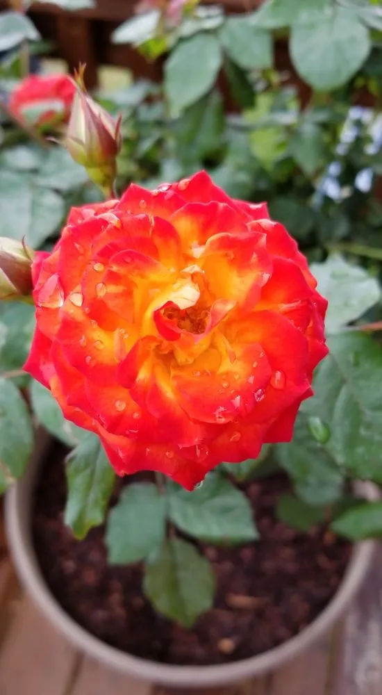 Custom lawn mowing service in Spanish Fort, AL by Holt's Lawn and Landscape