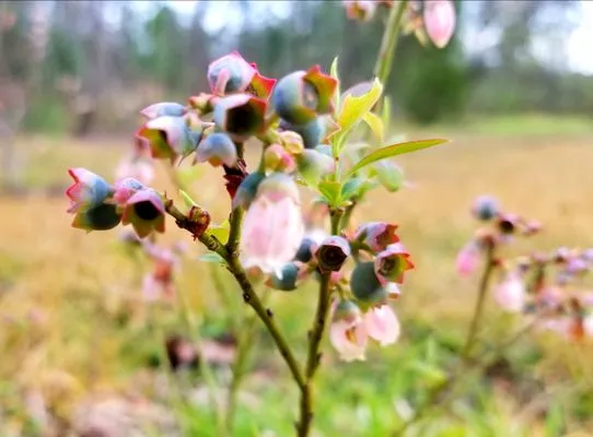 Holt's Lawn and Landscape