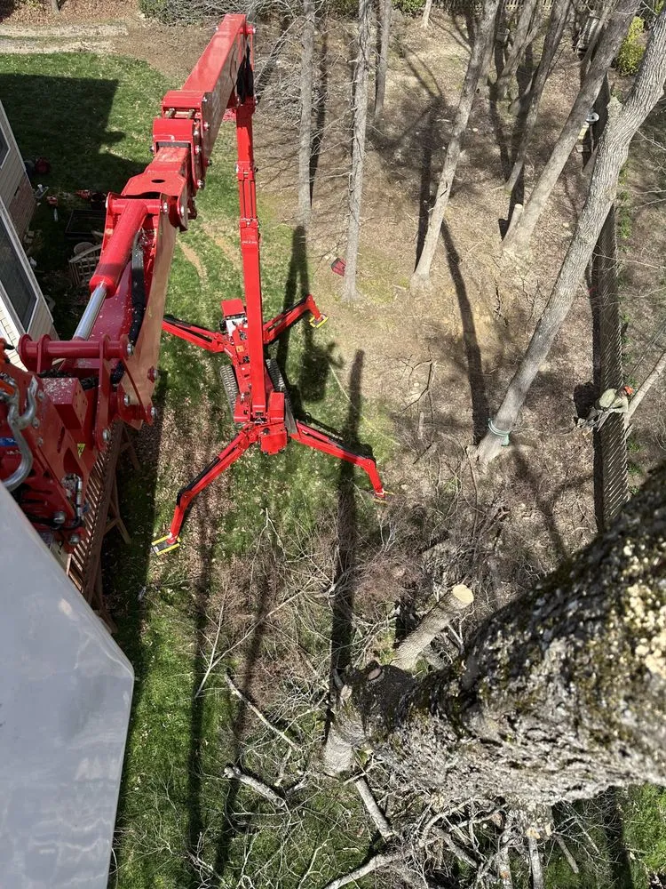 Custom yard cleanup service in Creedmoor, NC - Holt's tree service