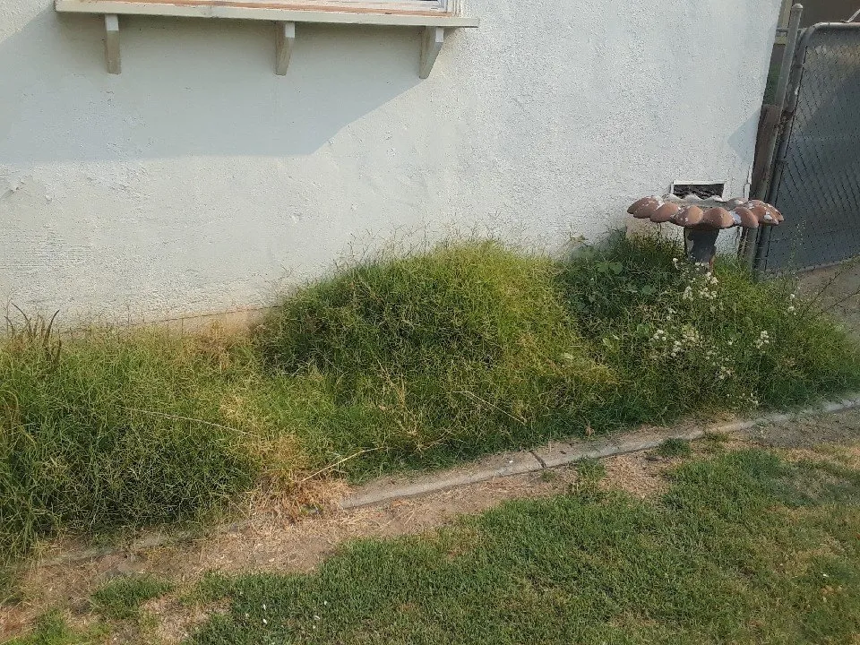 Trusted lawn care service in Empire, CA - Holy Hands Gardening & Landscape Design