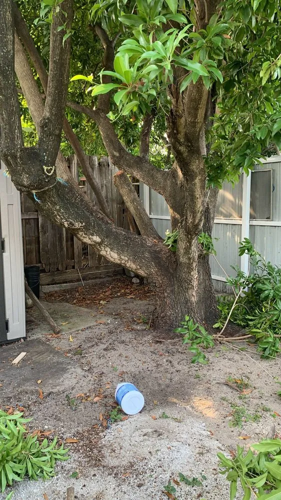 Trusted yard cleanup service in Miami, FL by Home and Gardens Doctor