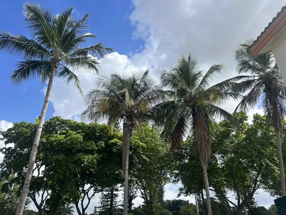 Affordable garden landscaping experts serving Miami, FL - Home and Gardens Doctor