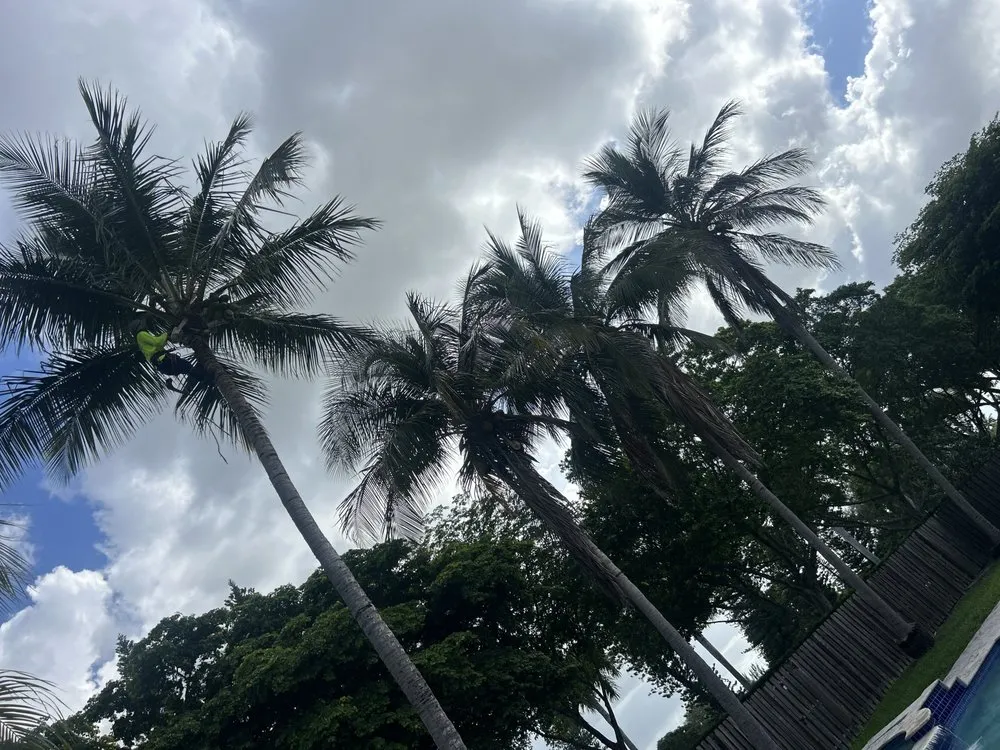 Affordable lawn mowing service with custom design across Miami, FL - Home and Gardens Doctor