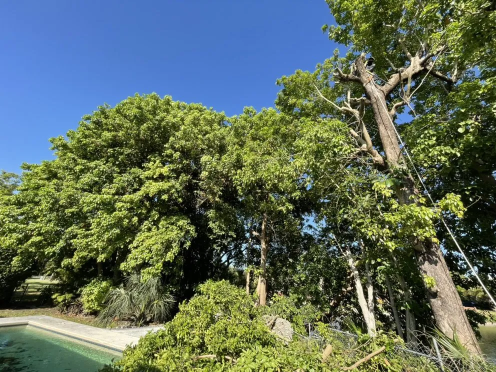 Affordable yard cleanup service experts serving Miami, FL - Home and Gardens Doctor