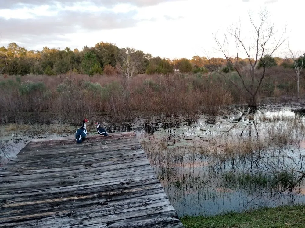 Professional lawn care service for beautiful yards in Gainesville, FL by Home And Lawn Cares