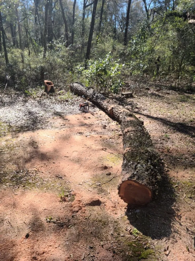 Expert lawn care service in Gainesville, FL by Home And Lawn Cares