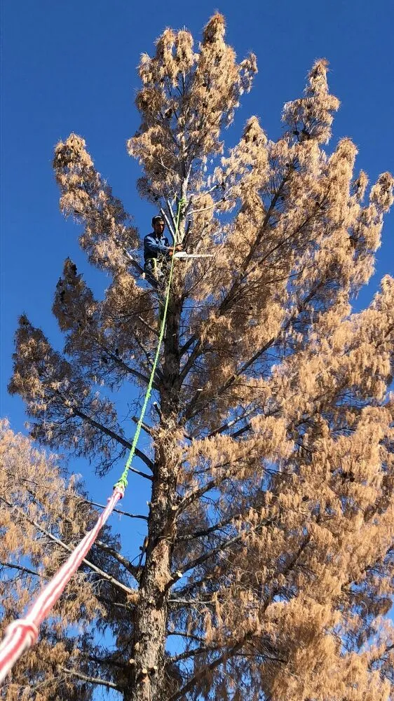 Top-rated lawn mowing service for homes in Tucson, AZ by Home Detail