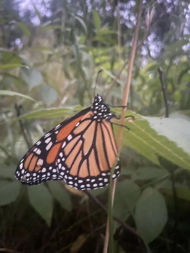 Top-rated yard maintenance for year-round maintenance across Windsor, NH - Home Grown Edible Landscaping