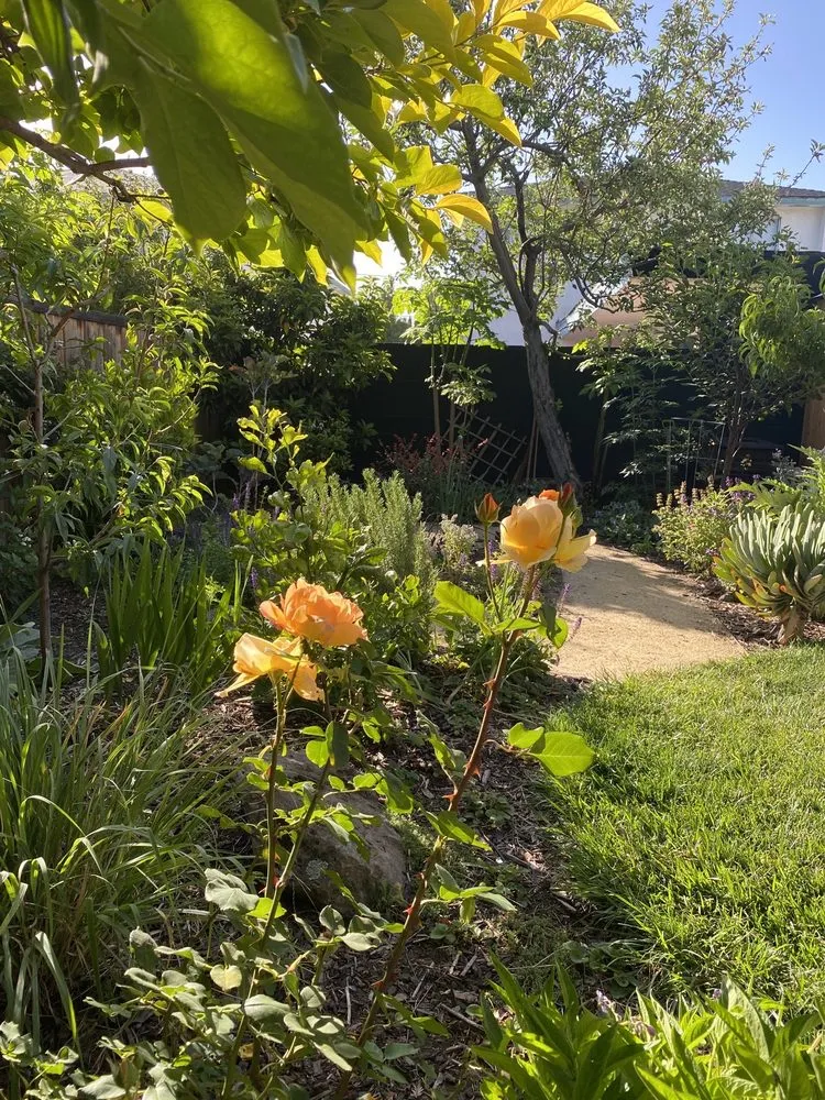 Local yard maintenance in Berkeley, CA by Home Grown Gardens