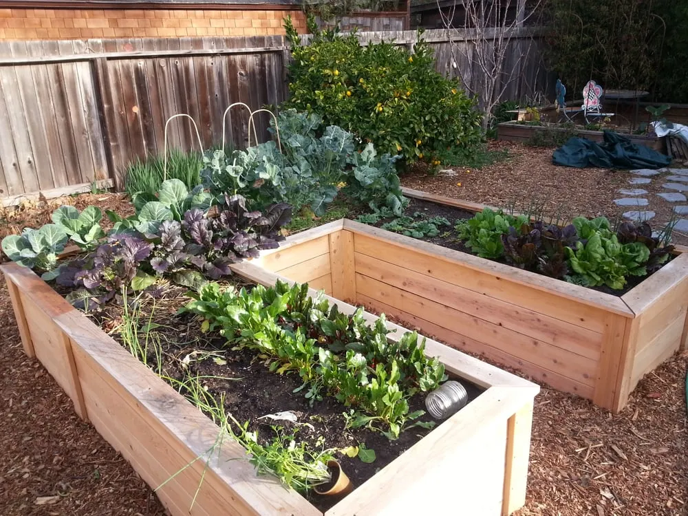 Trusted lawn care service for residential properties across Berkeley, CA - Home Grown Gardens