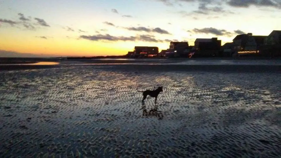 Reliable yard cleanup service in West Haven, CT by Home Help Network