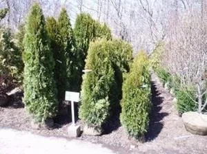 Local landscape installation for year-round maintenance across Bolingbrook, IL - Home Landscape Materials