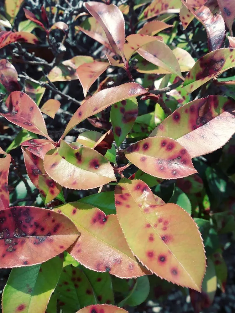 Professional landscape installation for year-round maintenance across Farmers Branch, TX - Home Lawn Care