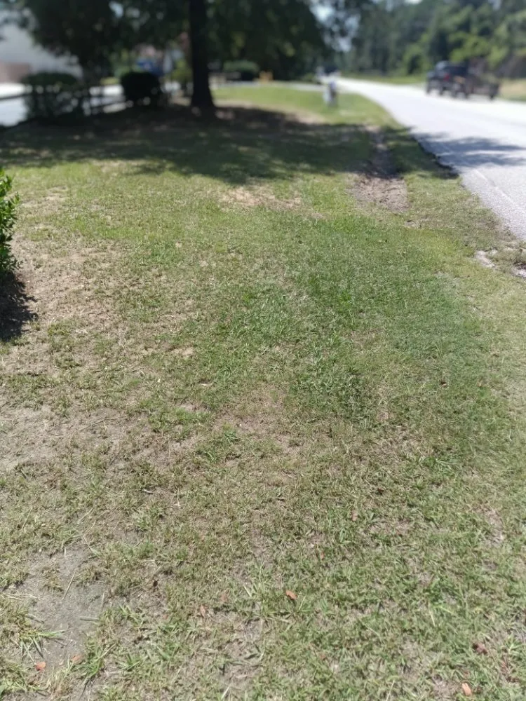 Expert yard maintenance in Sumter, SC - Home Lawn Solution