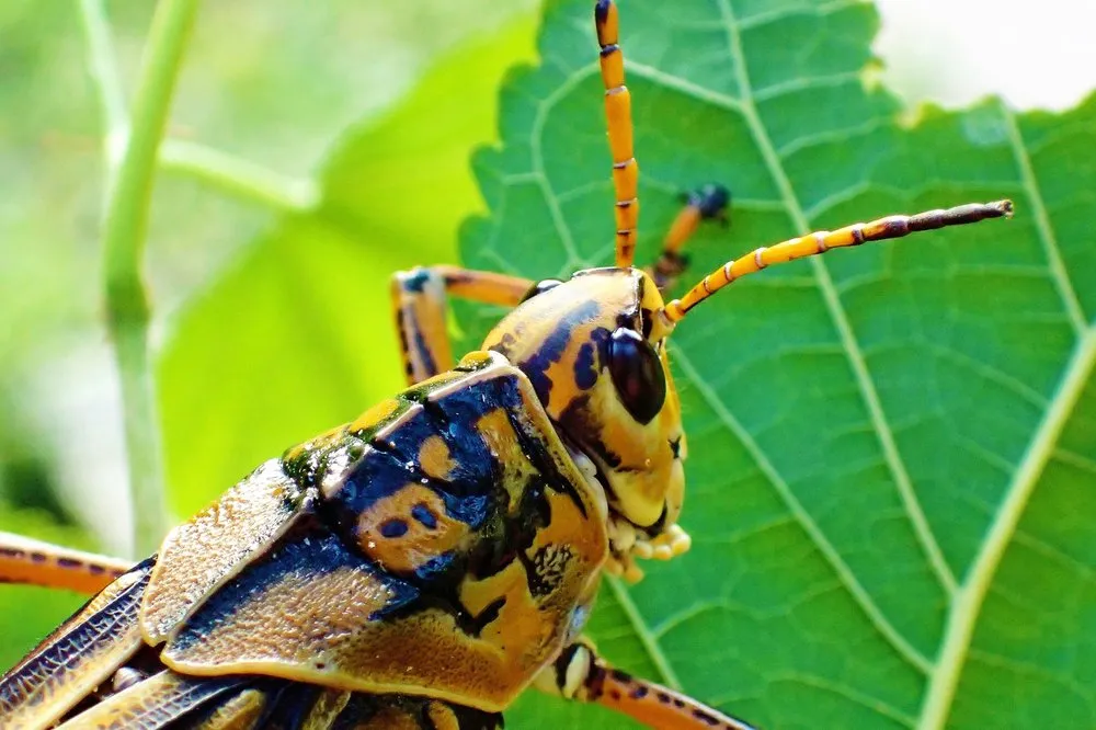 Top-rated lawn care service with custom design in Miami, FL by Home Pest Control Of Miami