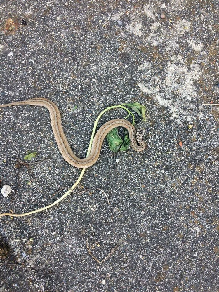 Expert lawn mowing service in Miami, FL by Home Pest Control Of Miami