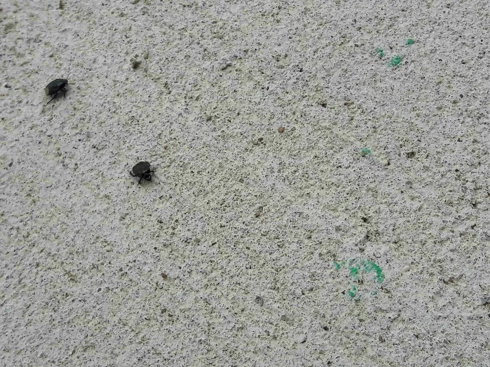 Custom yard maintenance in Miami, FL by Home Pest Control Of Miami