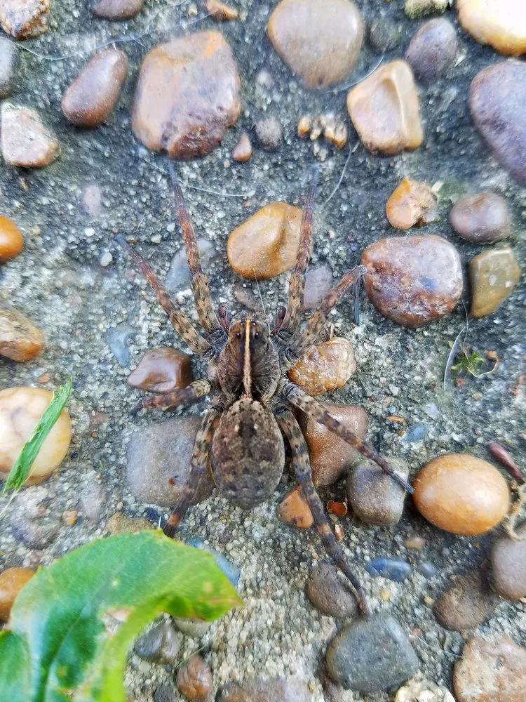 Trusted outdoor landscaping in Miami, FL by Home Pest Control Of Miami