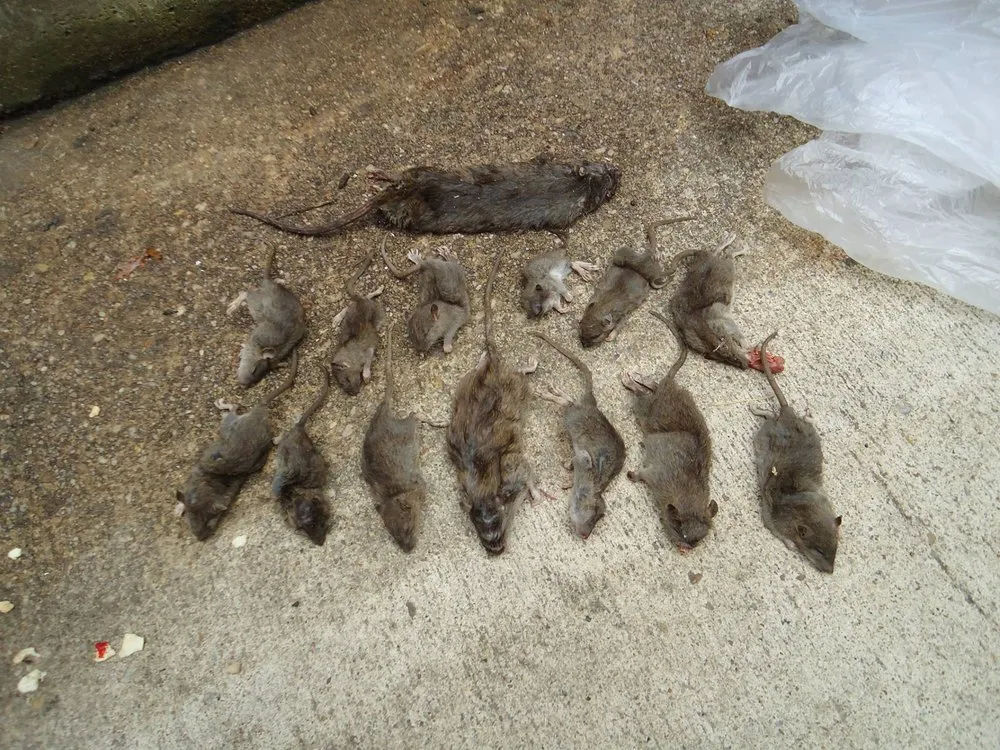 Expert residential landscaping experts serving Miami, FL - Home Pest Control Of Miami