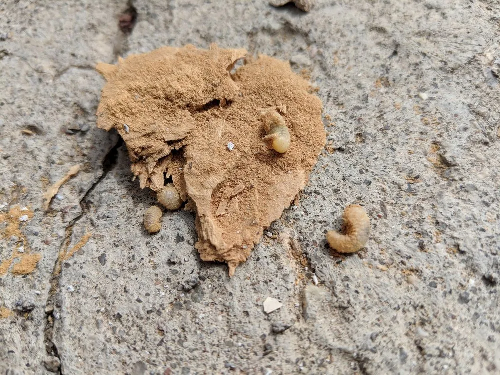 Reliable lawn mowing service in Miami, FL by Home Pest Control Of Miami