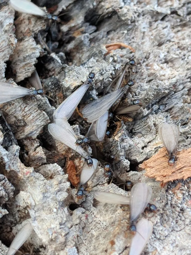 Affordable outdoor landscaping in Miami, FL - Home Pest Control Of Miami