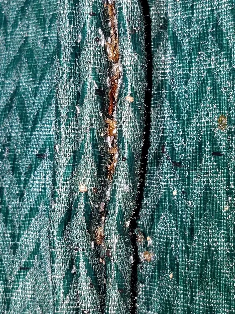 Reliable outdoor landscaping with custom design across Miami, FL - Home Pest Control Of Miami