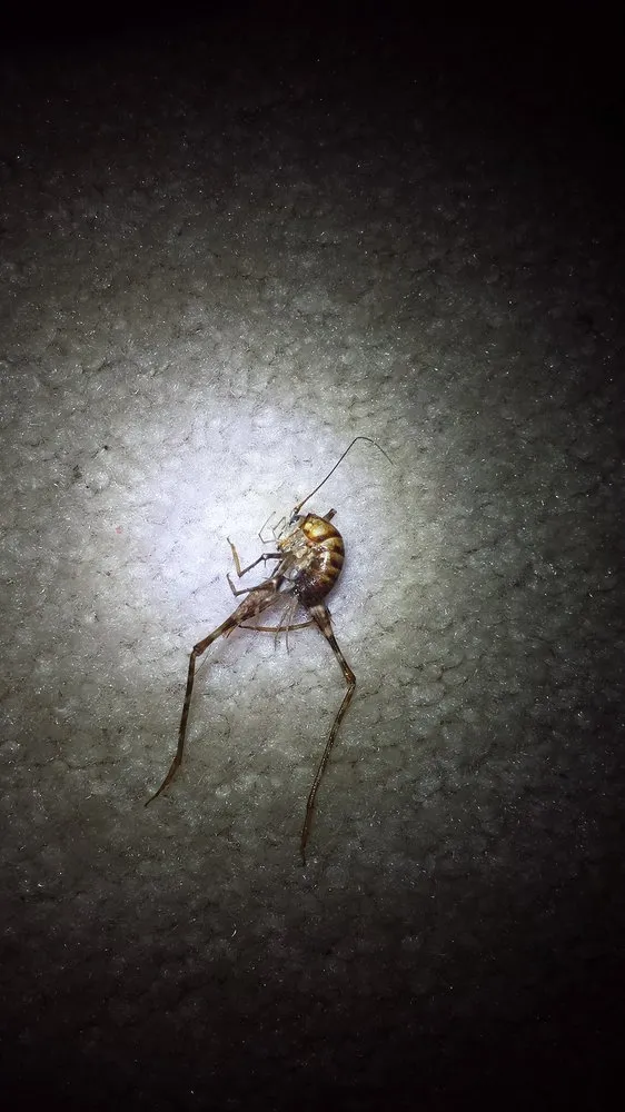 Expert garden landscaping for beautiful yards in Miami, FL by Home Pest Control Of Miami