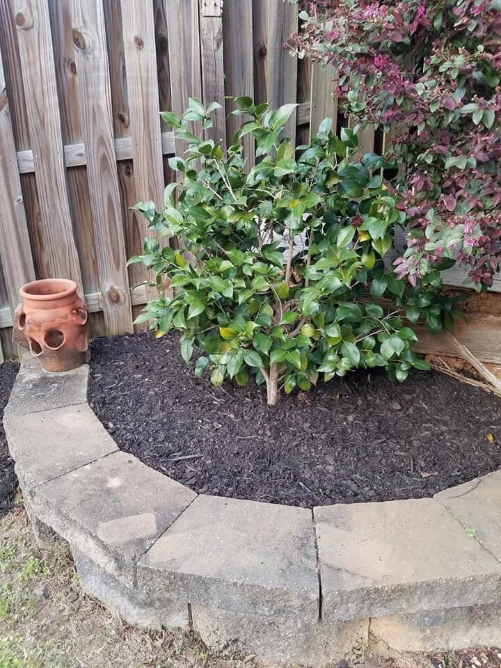 Affordable landscaping services for residential properties across Augusta, GA - Home Pro Services