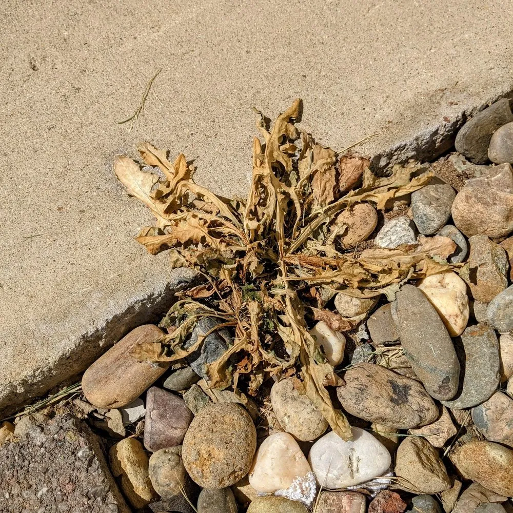 Trusted lawn mowing service in Lodi, CA - Home Safe