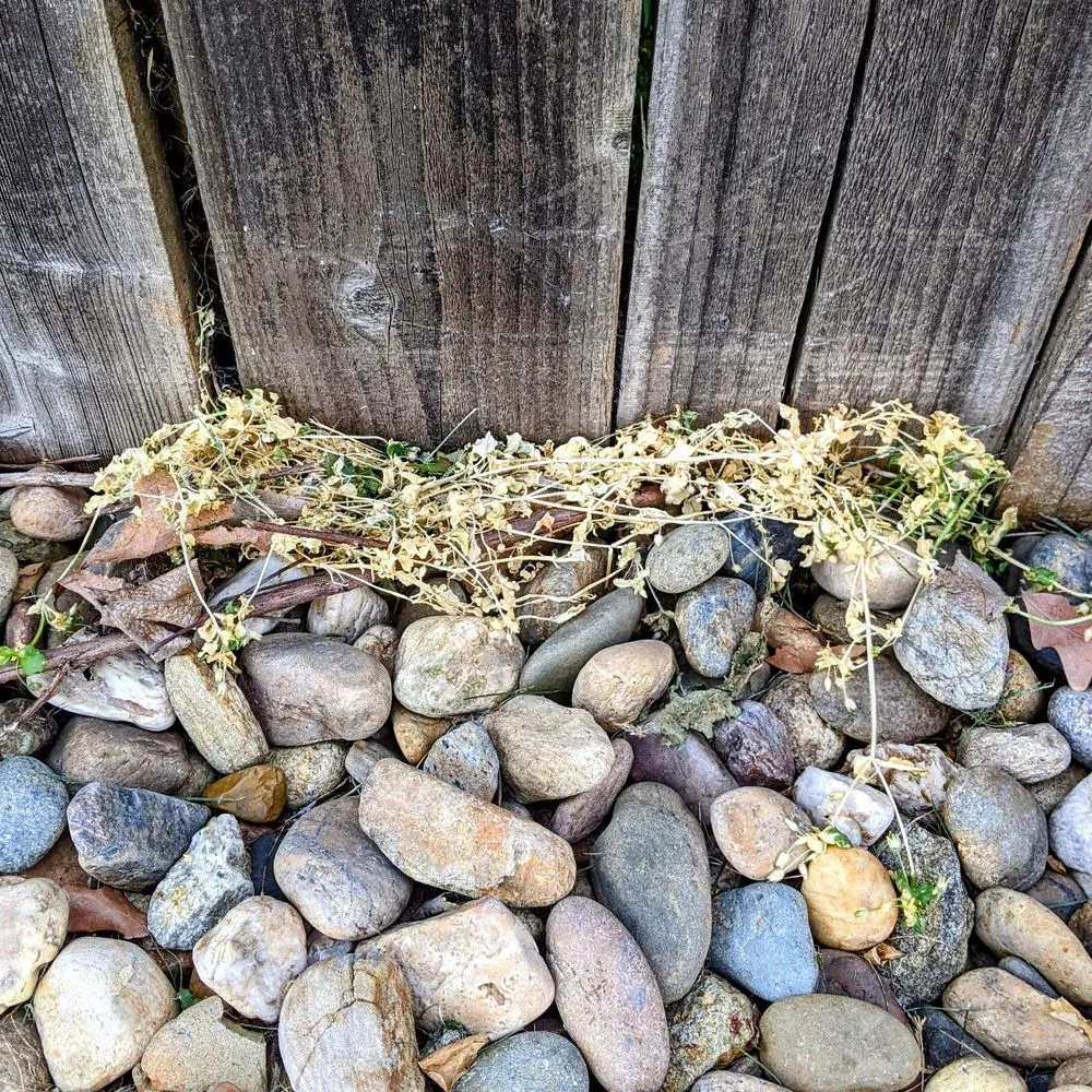 Expert lawn mowing service experts serving Lodi, CA - Home Safe