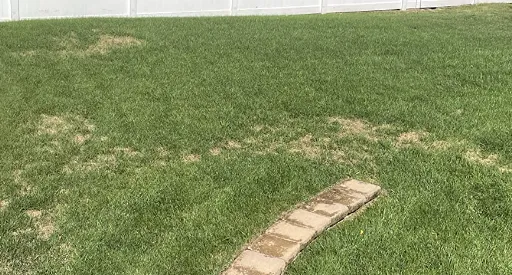 Local landscaping services for year-round maintenance across Lodi, CA - Home Safe