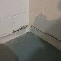 Affordable outdoor landscaping for homes in Hampstead, NC by Home Services Conglomerate