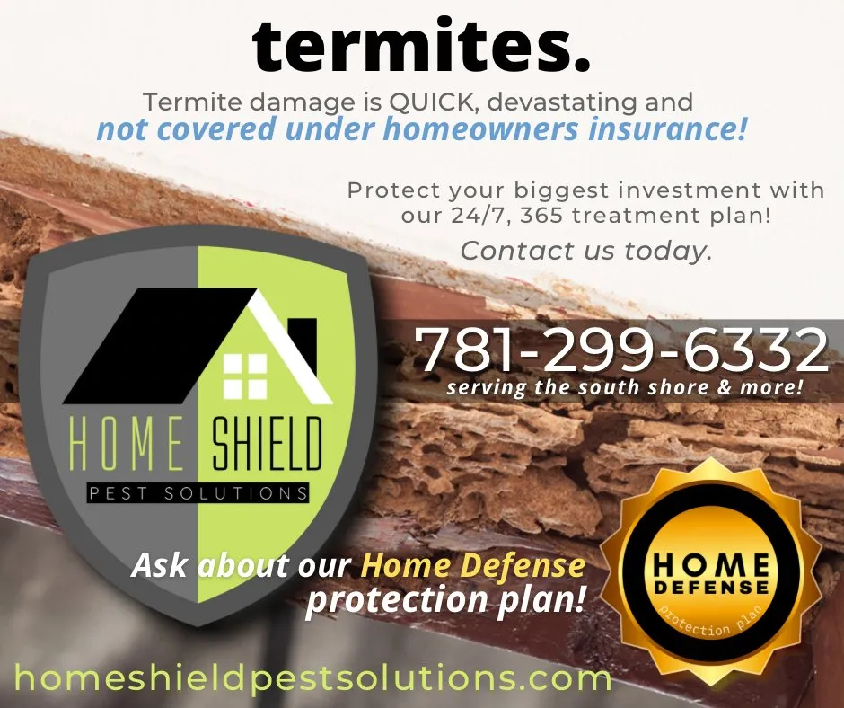 Local yard cleanup service in Braintree, MA by Home Shield Pest Solutions