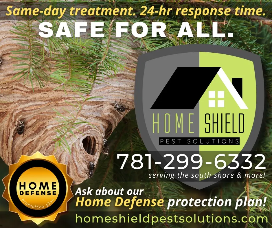 Custom yard maintenance in Braintree, MA - Home Shield Pest Solutions