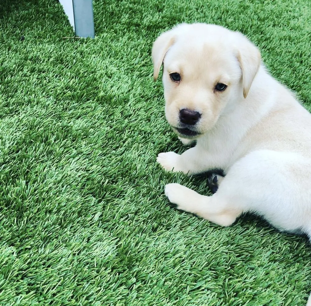 Professional landscape installation in Encino, CA by Home Sweet Home Remodeling